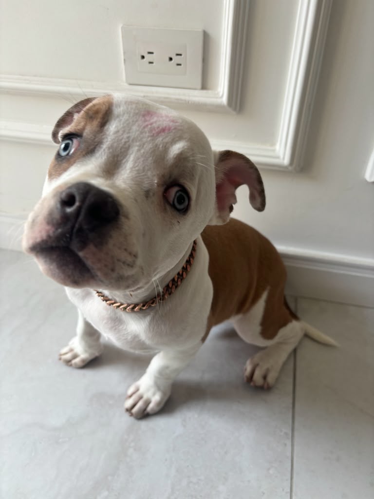 Titán, cachorro blanco y café, mirando a la cámara
