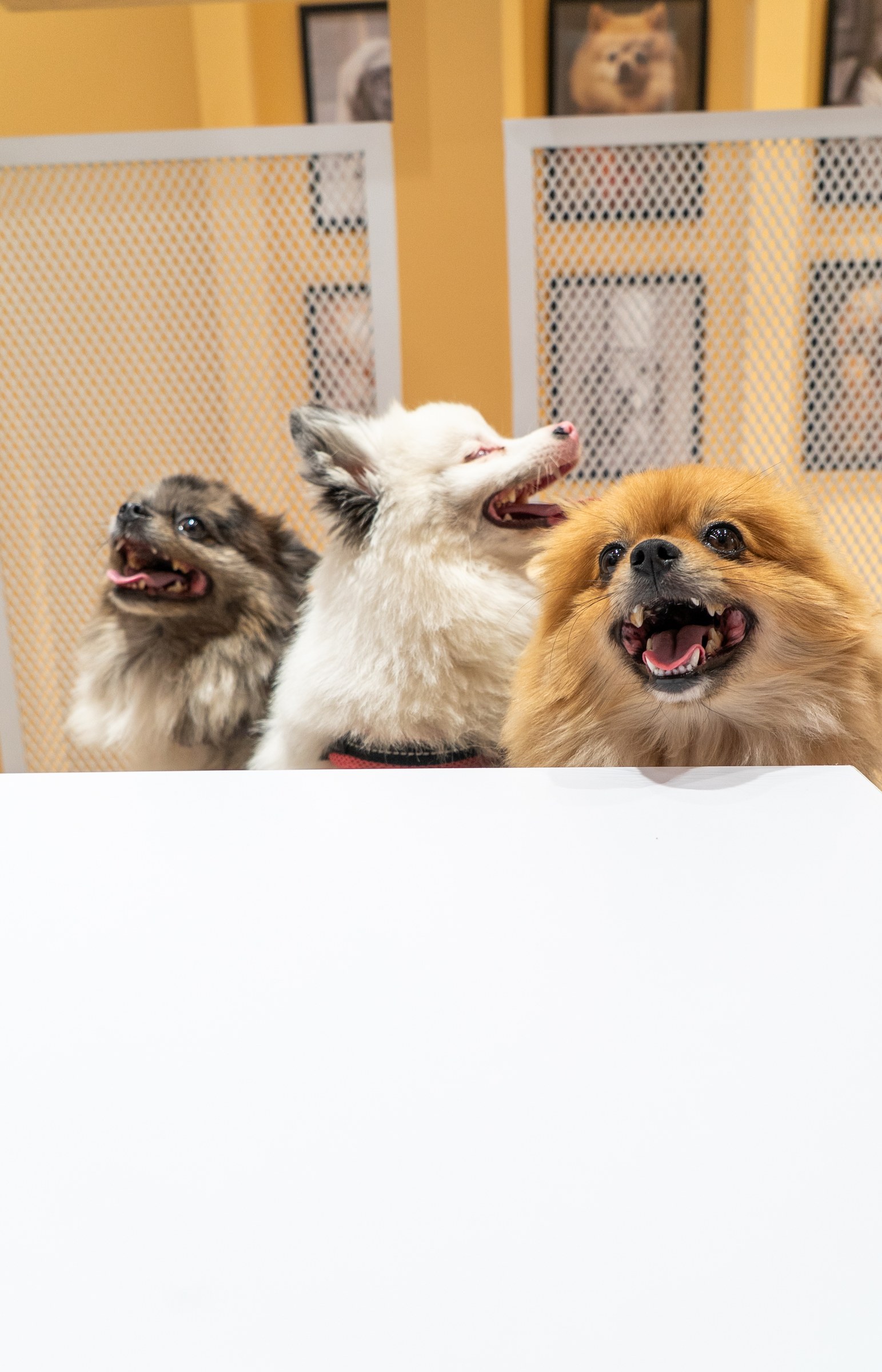Tres peluditos compartiendo una mesa en el restaurante Vidapet