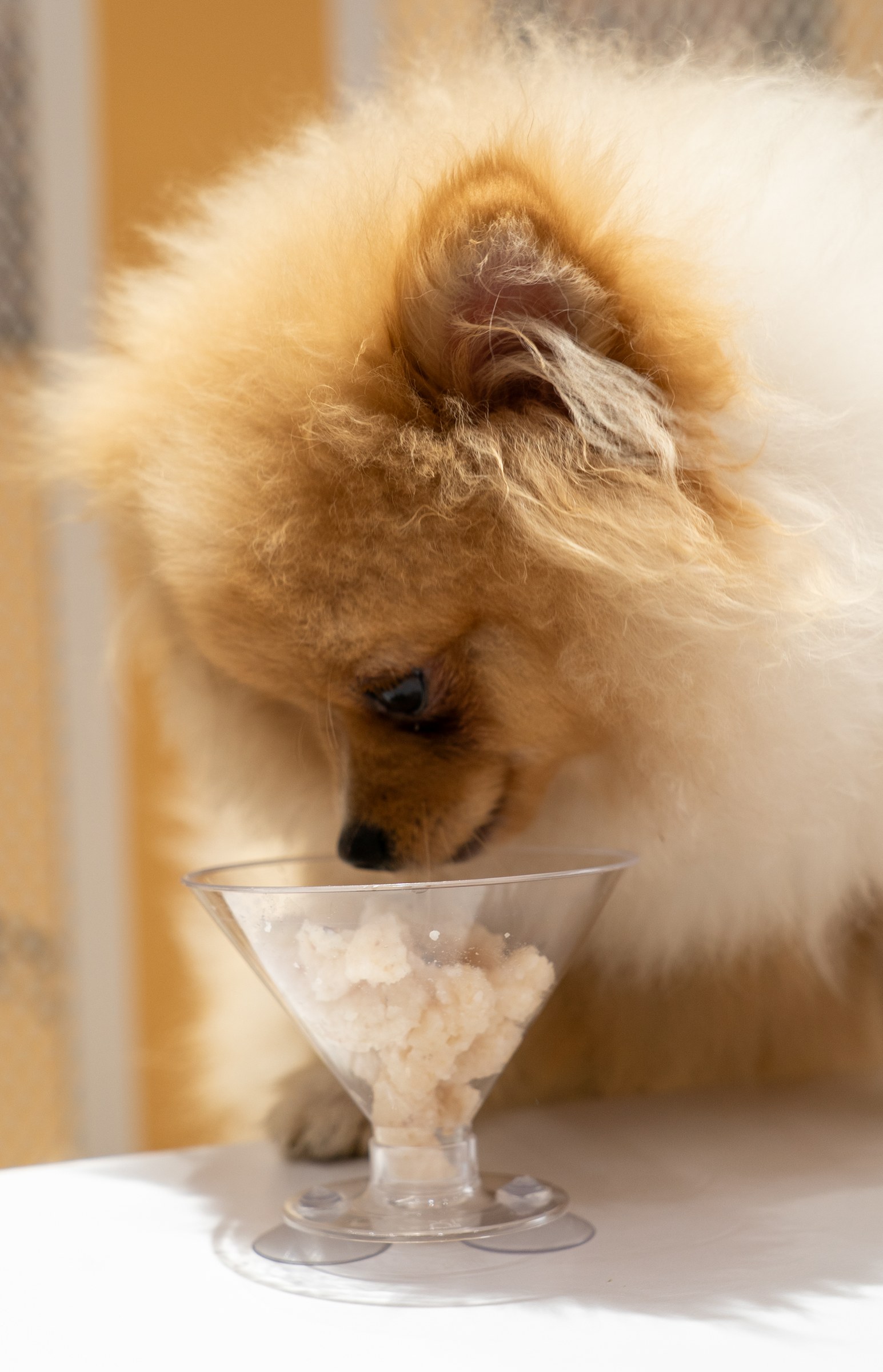 Peludito disfrutando un postre en una mesa de Vidapet