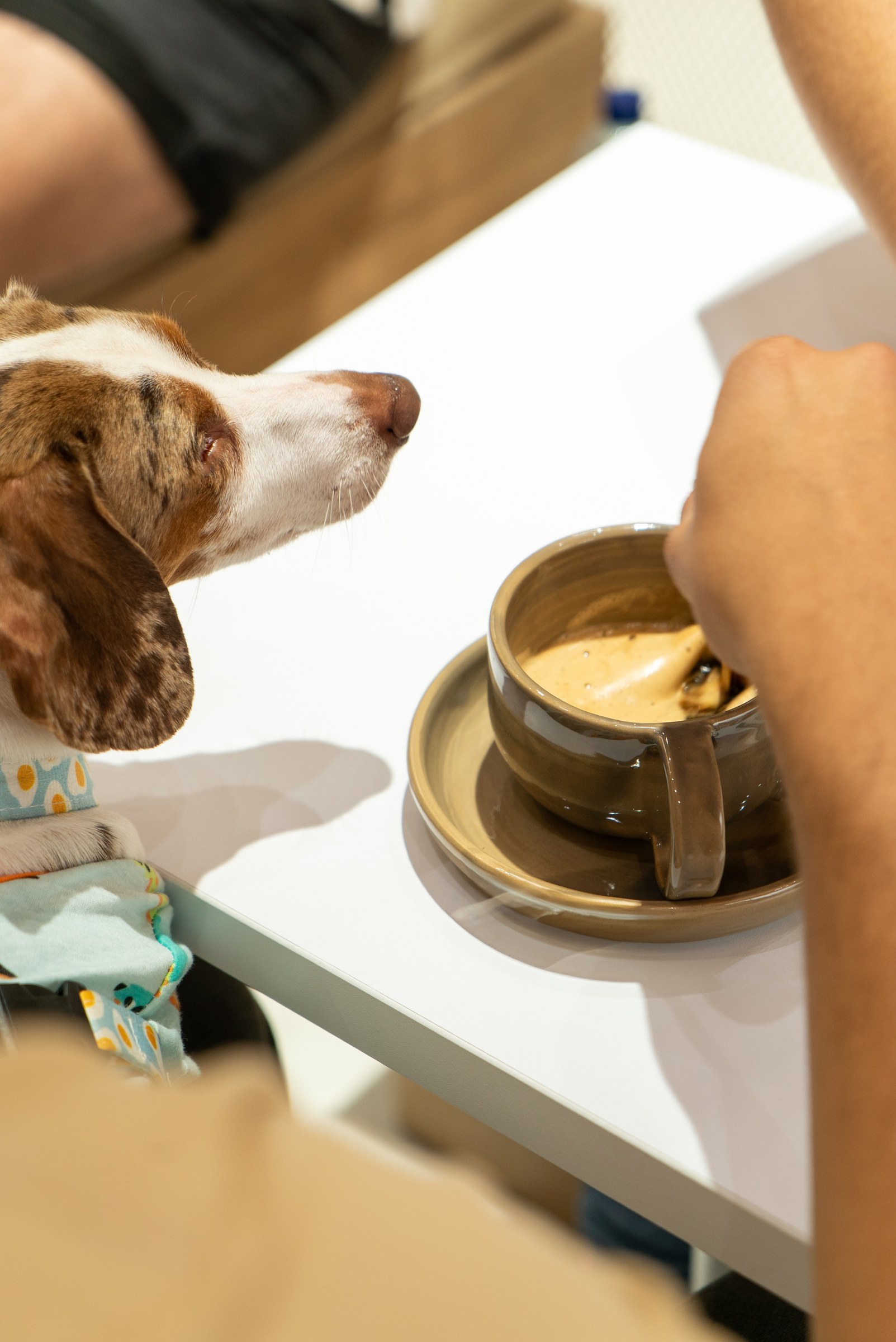 Peludito sentado a la mesa junto a una taza en Vidapet