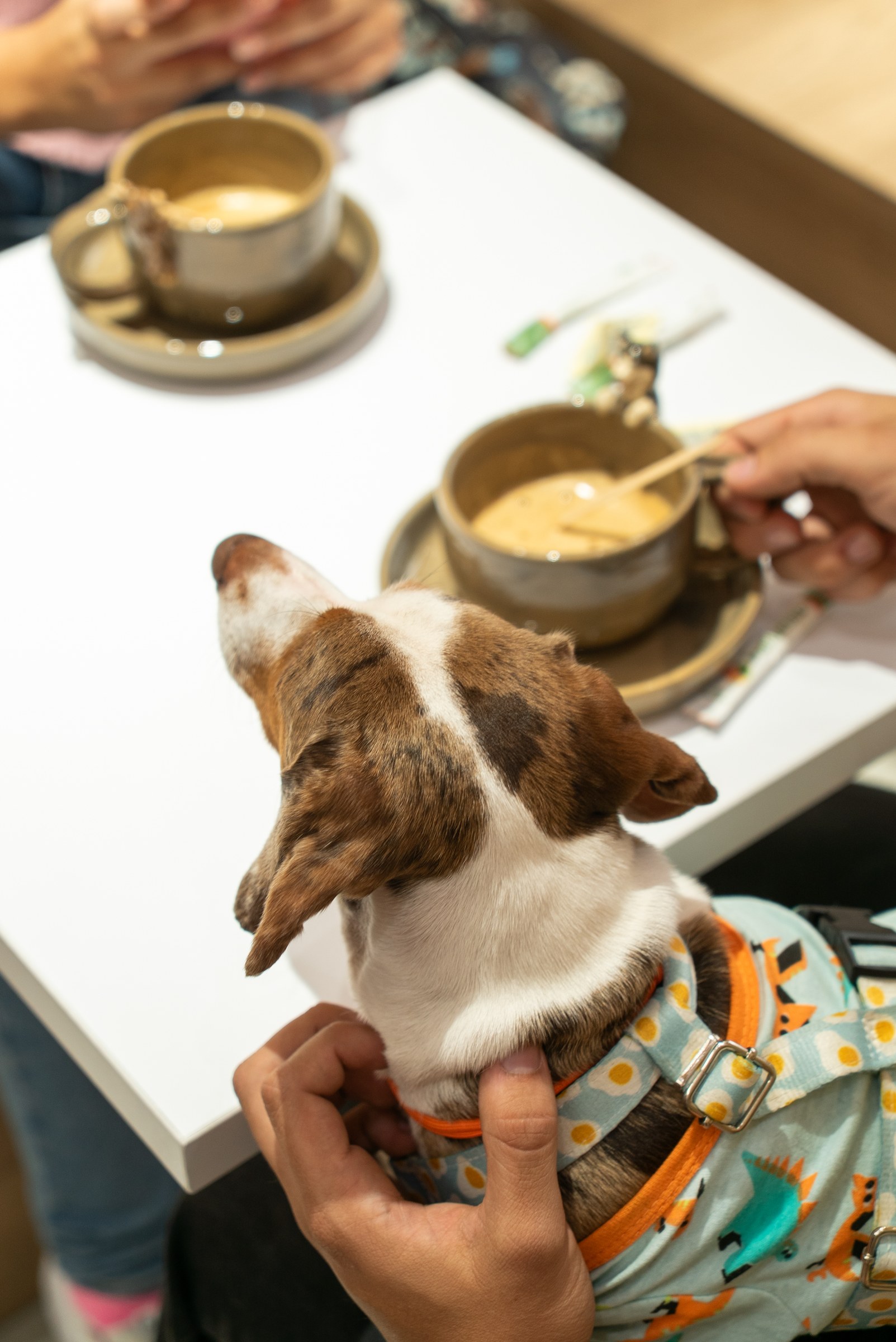 Mesa compartida por humanos y peluditos en el restaurante Vidapet